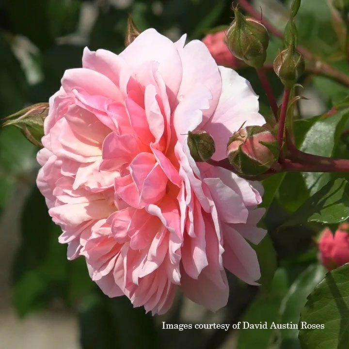 バラ苗アンブリン