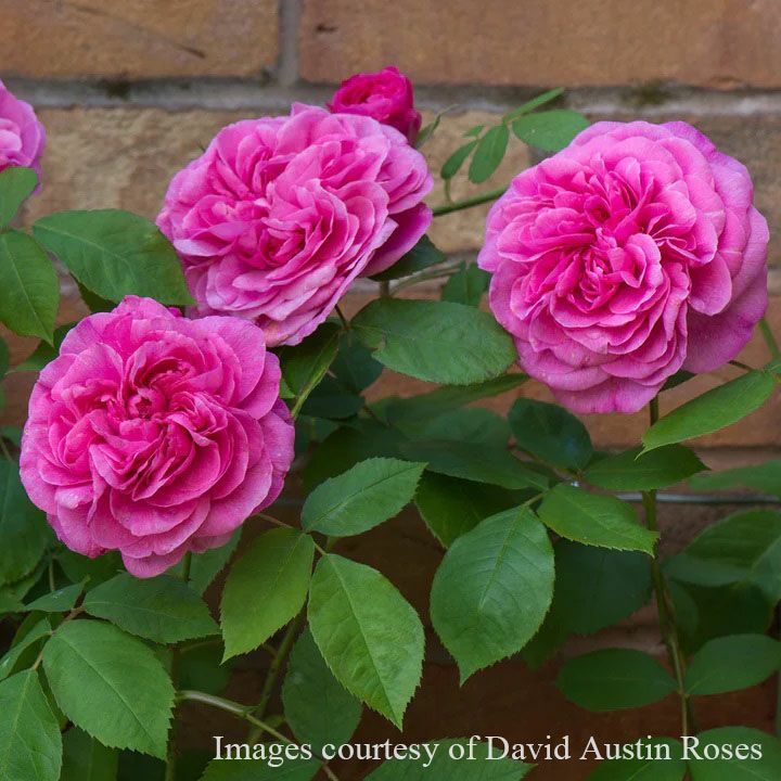 バラ苗ガートルードジェキル