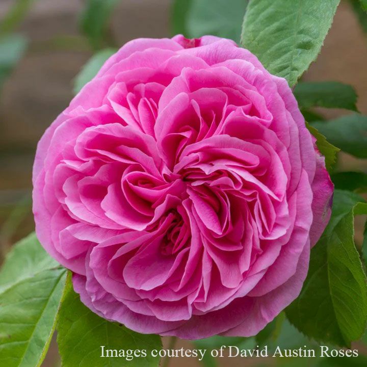 バラ苗ガートルードジェキル