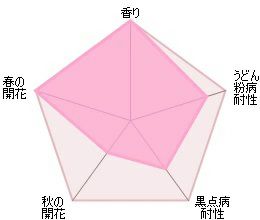 バラ苗ガートルードジェキル