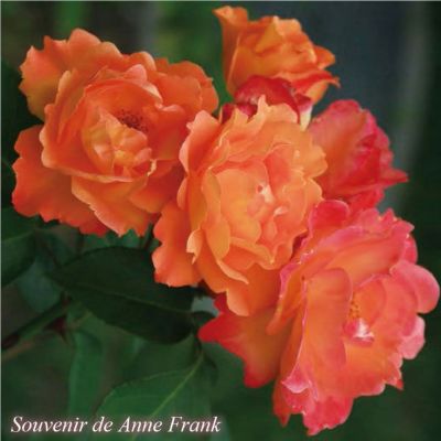 バラ苗アンネのバラ(スブニールドアンネフランク)