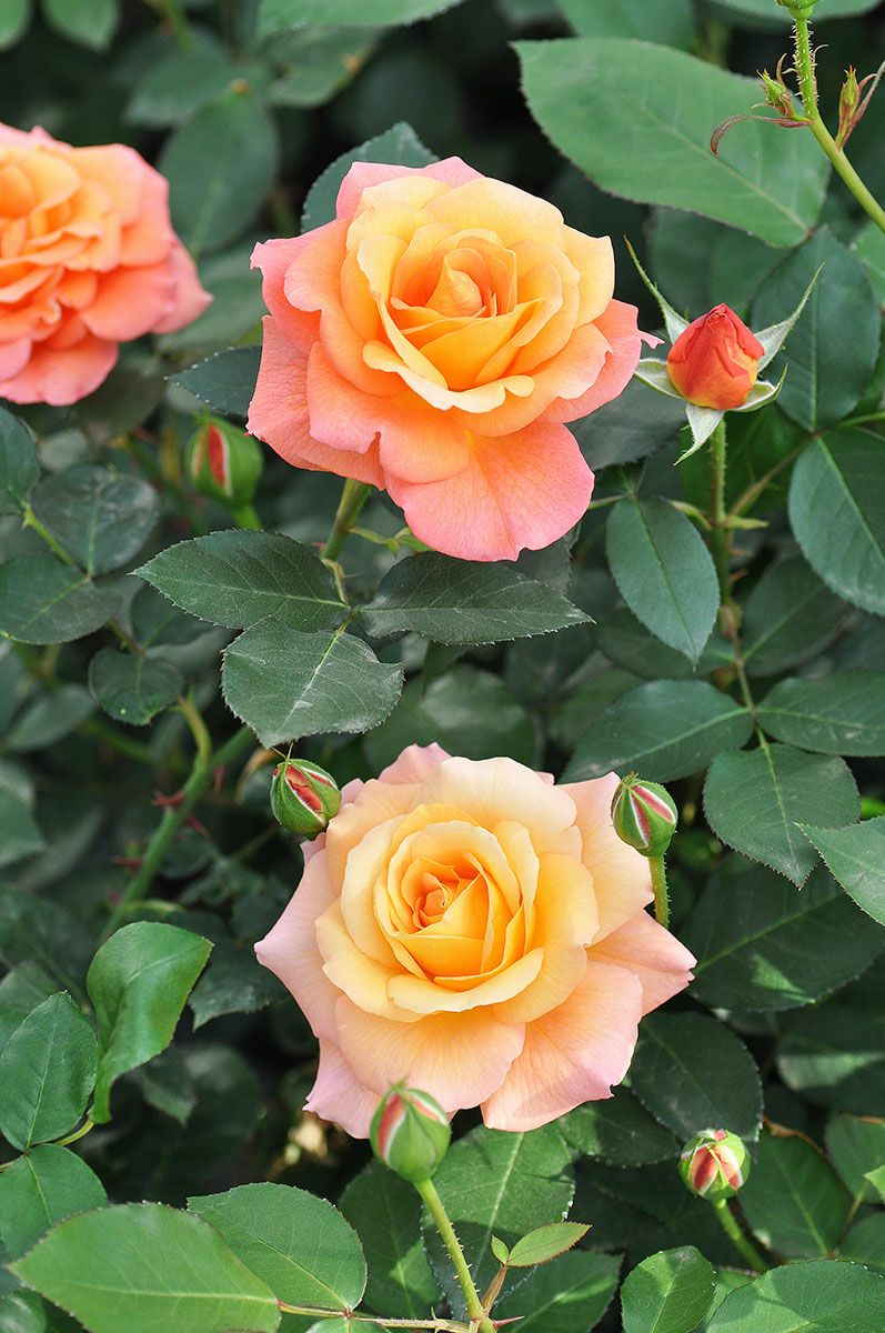 バラ苗アンネのバラ(スブニールドアンネフランク）