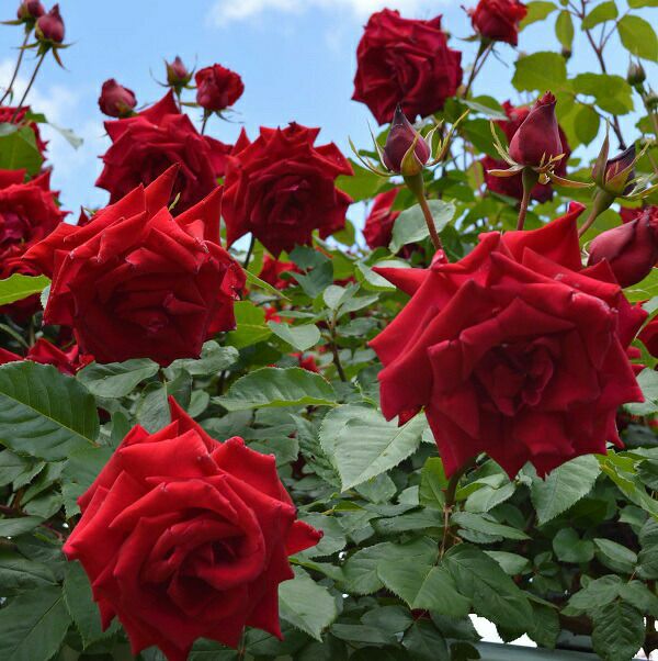 バラ苗アンクルウォルター