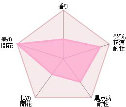 バラ苗クイーンオブスウェーデン