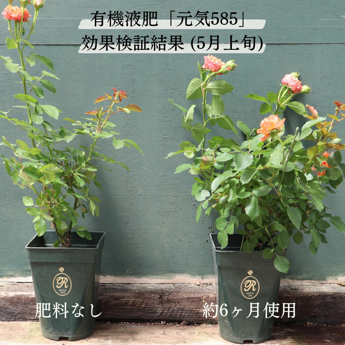 有機液肥元気585