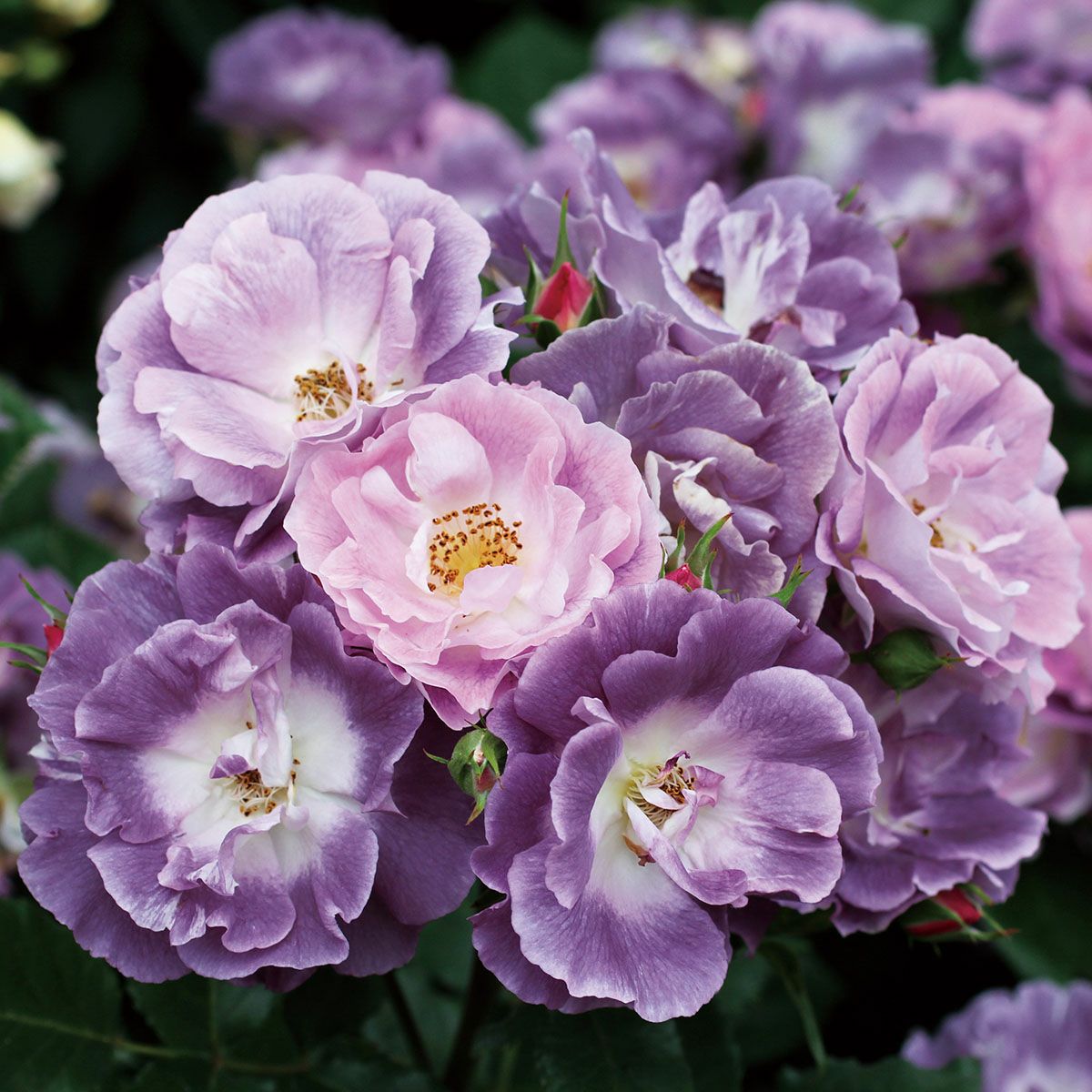 バラ苗 ブルーフォーユー