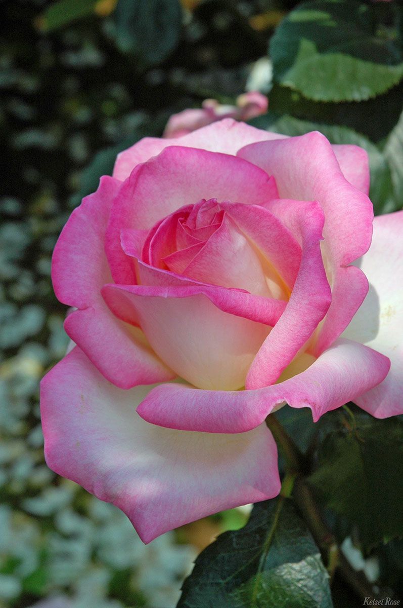 バラ苗プリンセスドゥモナコ