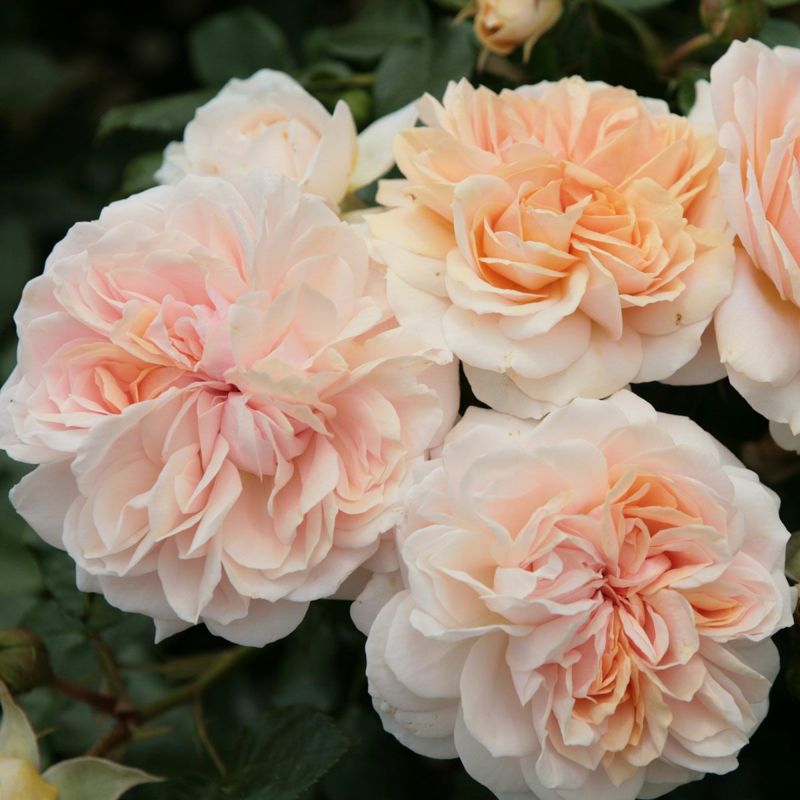 薔薇大苗　ガーデンオブローゼズ　鉢ごと 薔薇大苗 ガーデンオブローゼズ 鉢ごと バラ ガーデンオブ