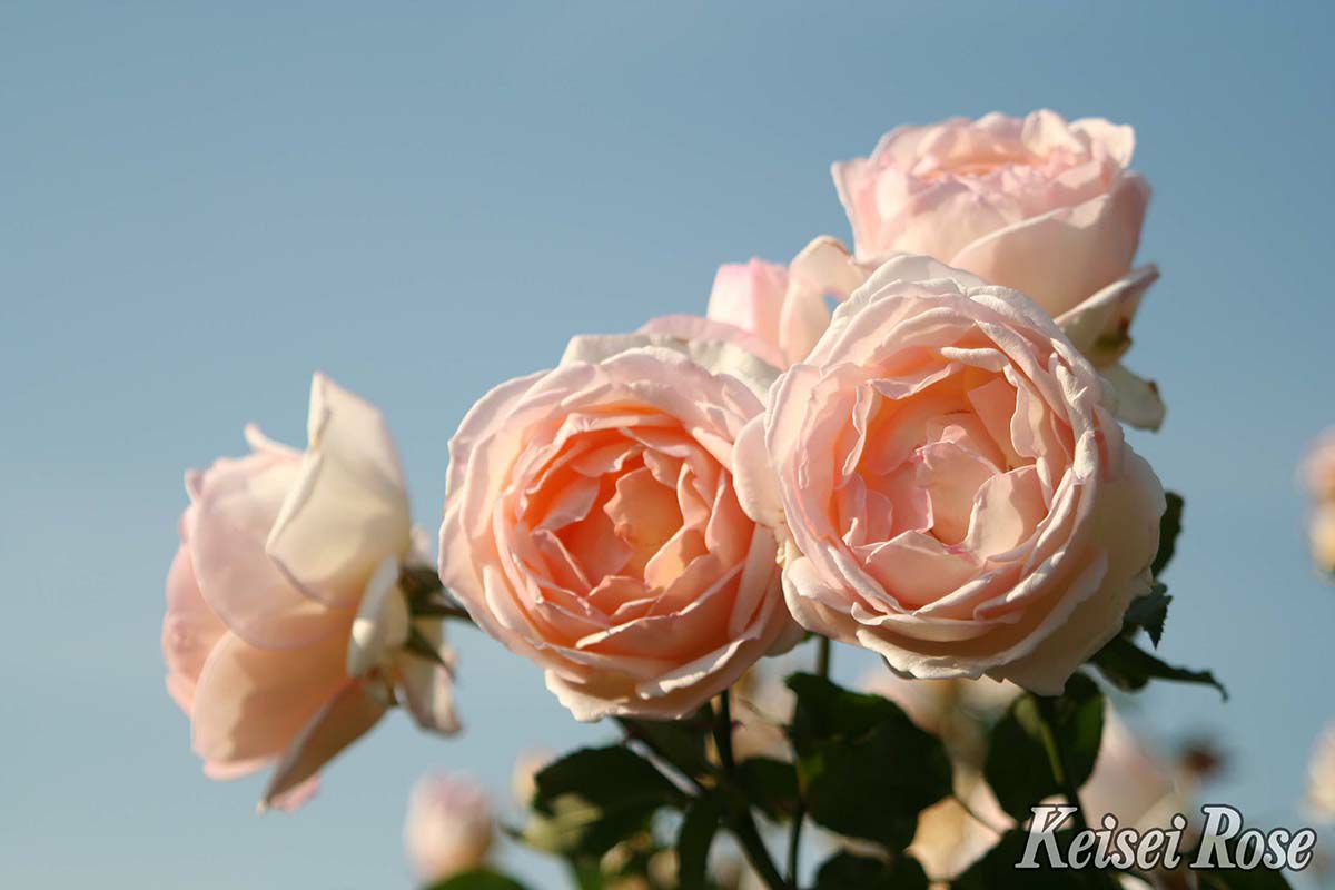 バラ苗薫乃（かおるの）