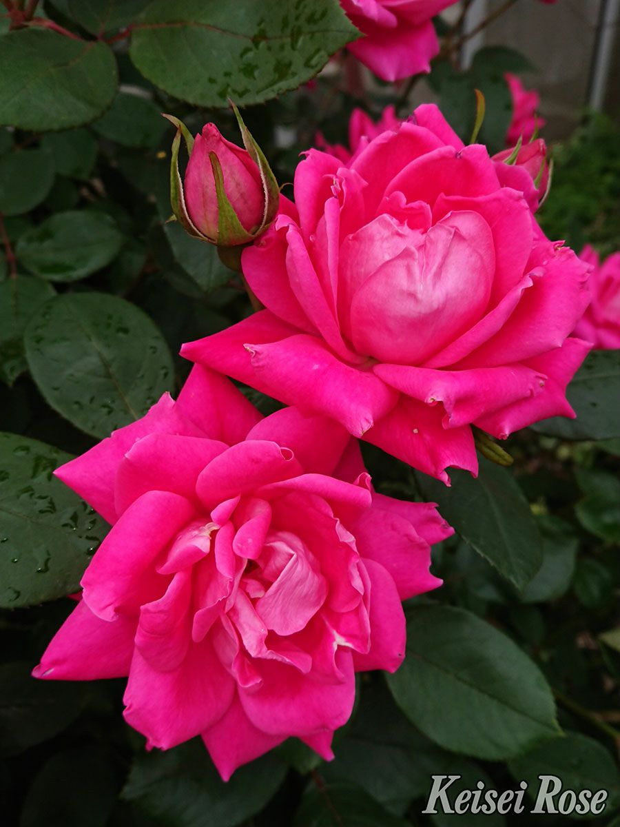 バラ苗ピンクダブルノックアウト