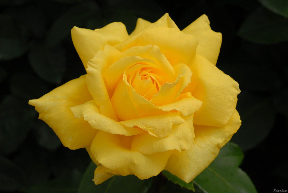 バラ苗ローズヨコハマ