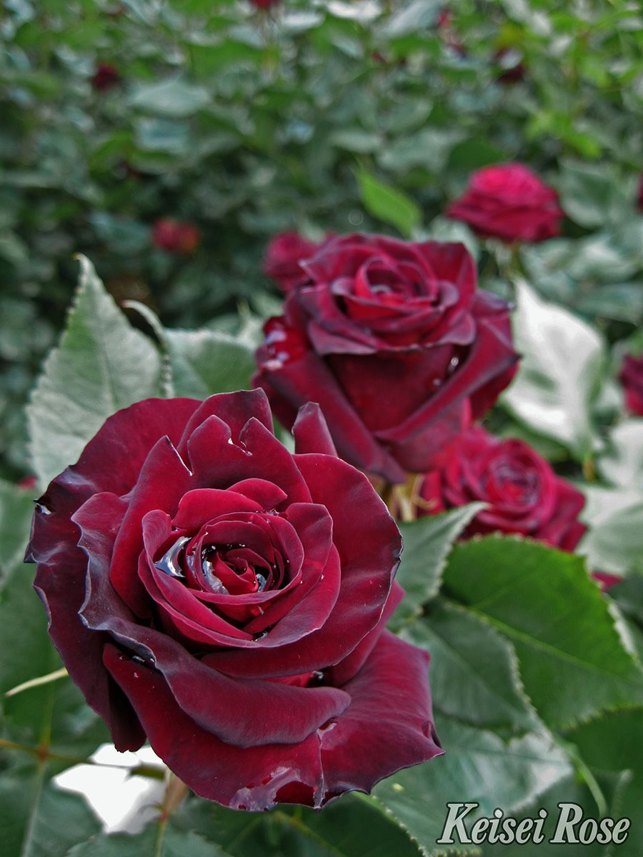 バラ苗ブラックバッカラ