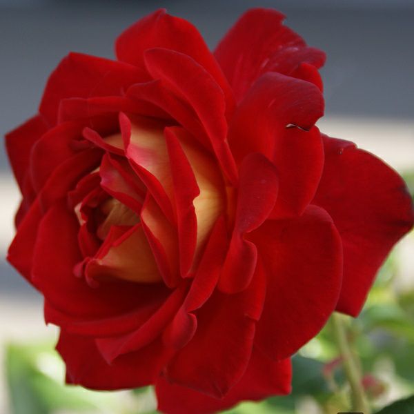 バラ苗希望（きぼう）