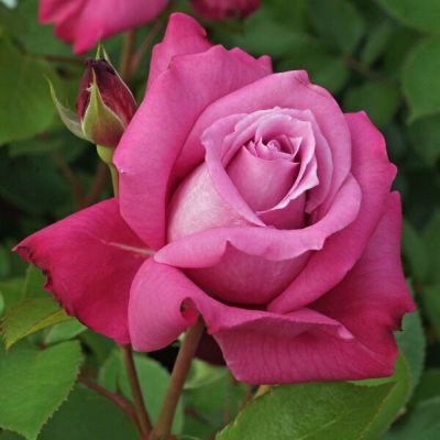 バラ苗ブルーパフューム