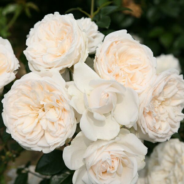 バラ苗サマーメモリーズ