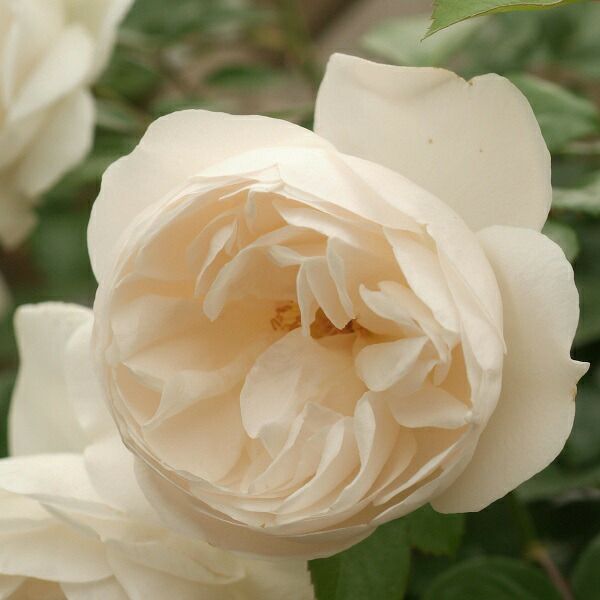 バラ苗サマーメモリーズ