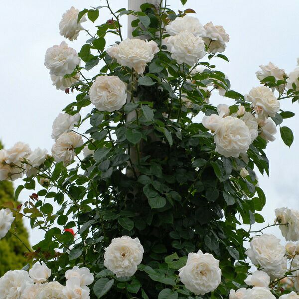 バラ苗サマーメモリーズ