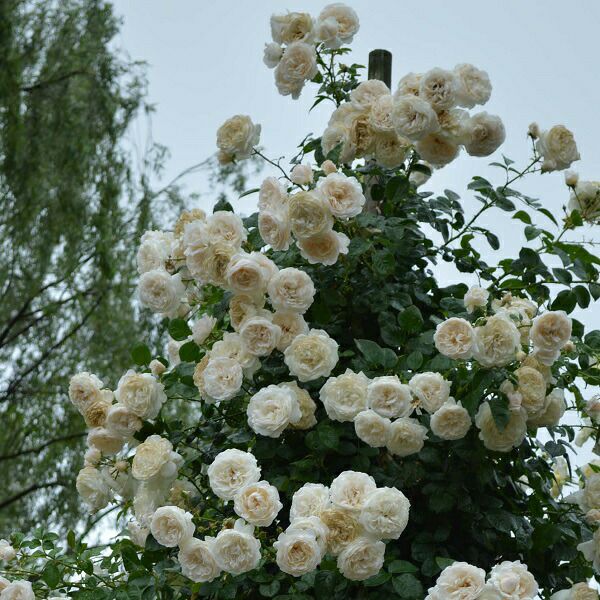 バラ苗サマーメモリーズ