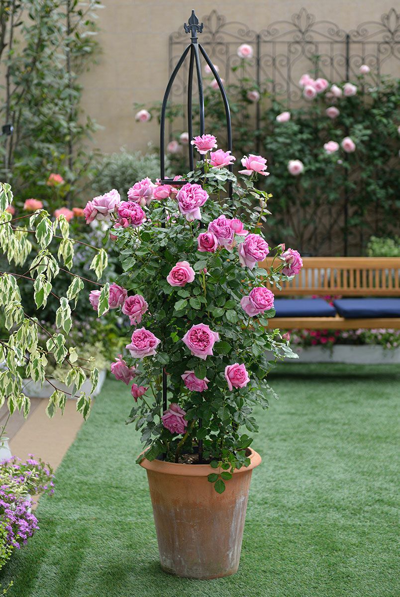 バラ苗 ローズポンパドゥール