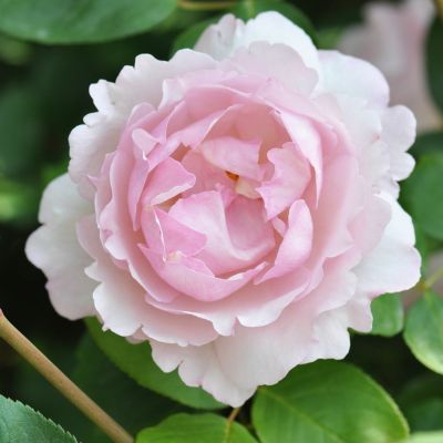 ピンク系のバラ | THE ROSE SHOP｜バラ専門店 ザローズショップ 本店 