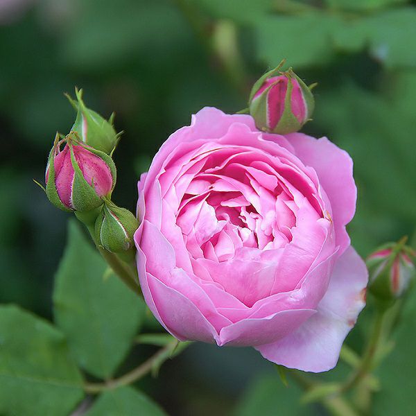 オールドローズ | THE ROSE SHOP｜バラ専門店 ザローズショップ 本店