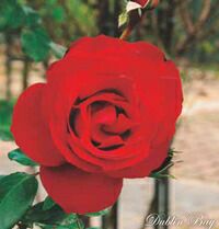 バラ苗ダブリンベイ