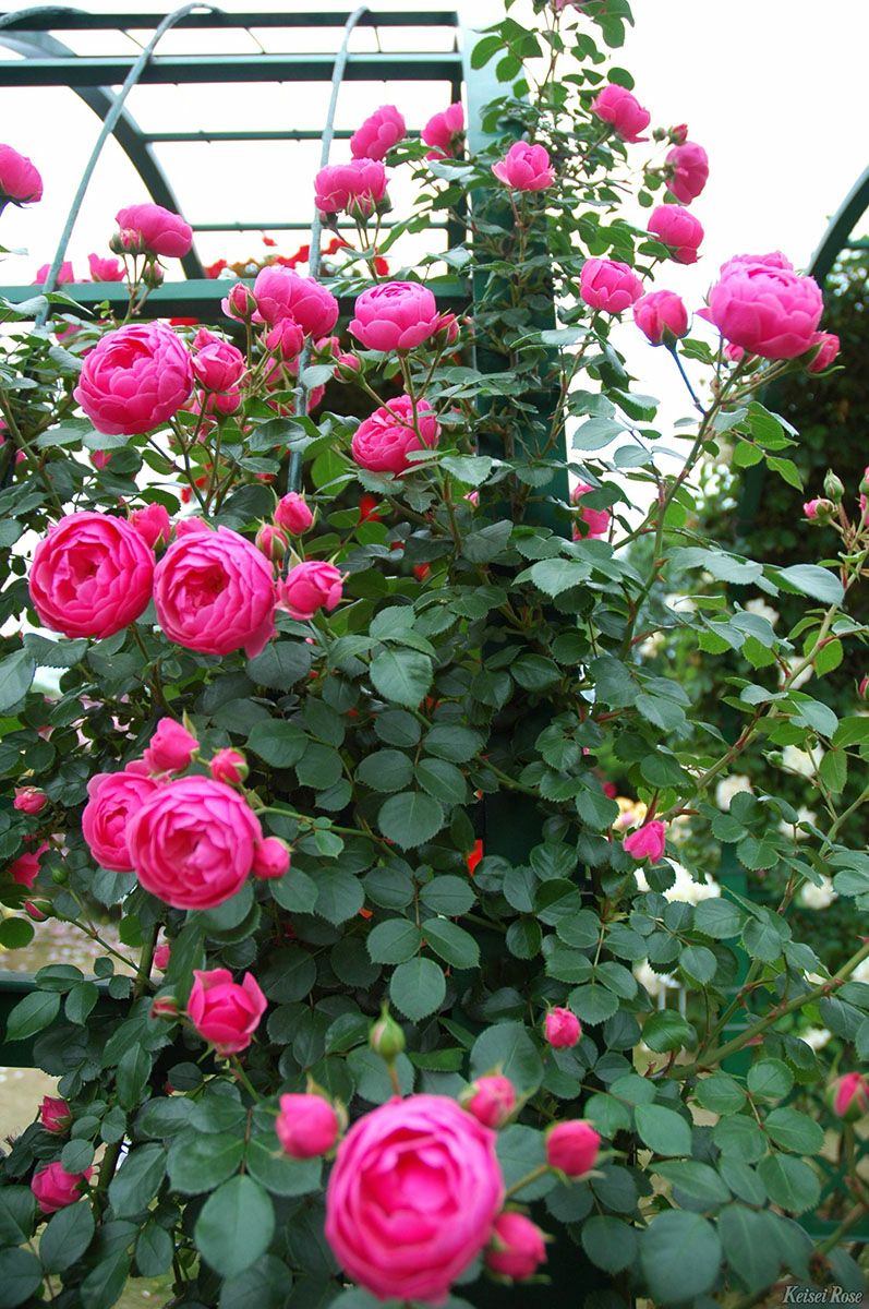 バラ苗ポンポネッラ