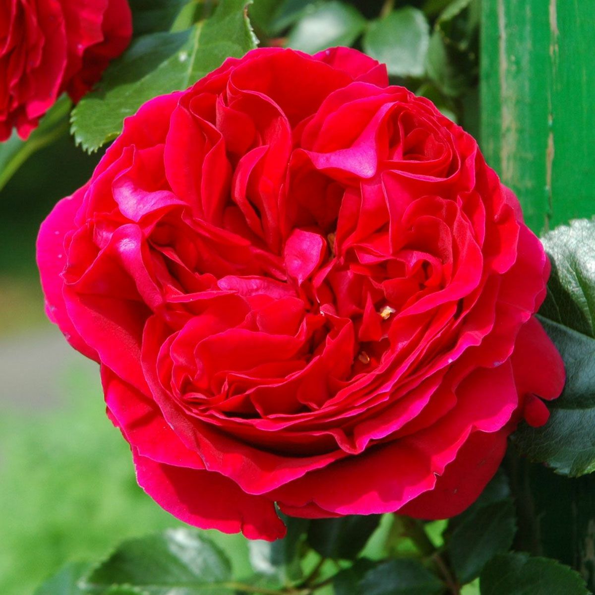 レッドピエールドゥロンサール薔薇苗木 予約苗 バラ苗 【ルージュピエールドゥロンサール】 (新苗) つるバラ