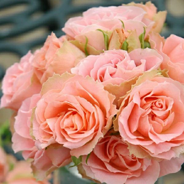 Rose様専用」切り花品種バラ苗 Pink'n Prett♡ Rose user_30c7888b