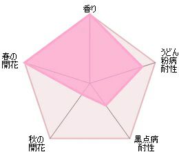 バラ苗レディオブシャーロット