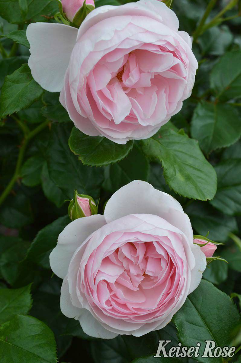 バラ苗ハンスゲーネバイン