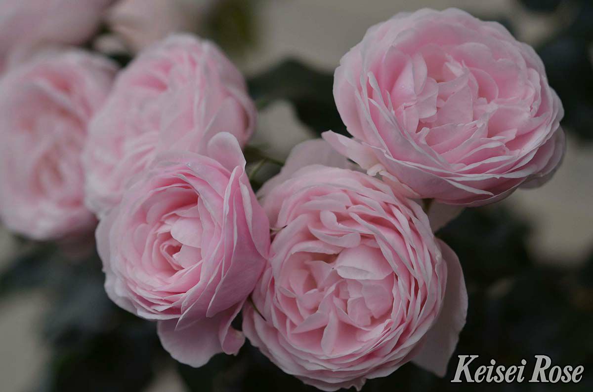 バラ苗ハンスゲーネバイン