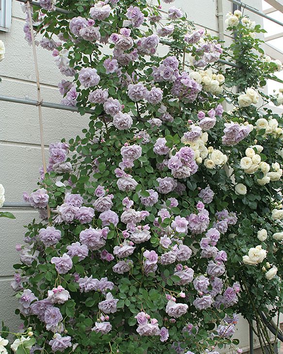 バラ苗レイニーブルー