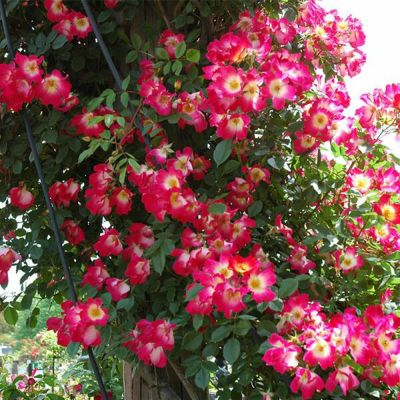 赤バラ大苗 つるバラ大苗 バラ苗大苗（つるバラ） | THE ROSE SHOP｜バラ専門店 ザローズ