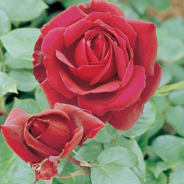 バラ苗オクラホマ