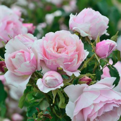 次回2025年秋] 予約大苗 | THE ROSE SHOP｜バラ専門店 ザローズ