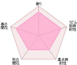 バラ苗ジェントルハーマイオニー