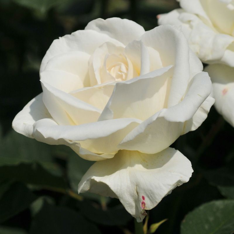 バラ苗 バラ苗 新苗育成苗 18cmポット 花千鳥 : Apple Roses - 通販
