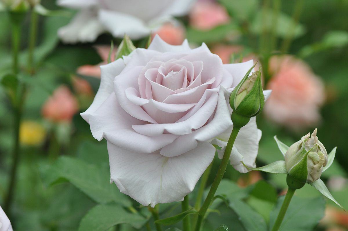 バラ苗ステンレススチール