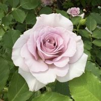 バラ苗ニューウェーブ