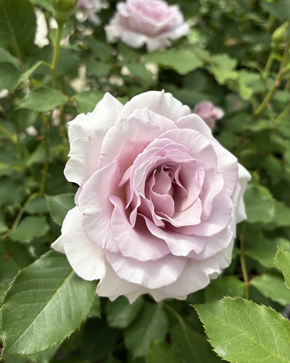 バラ苗ニューウェーブ