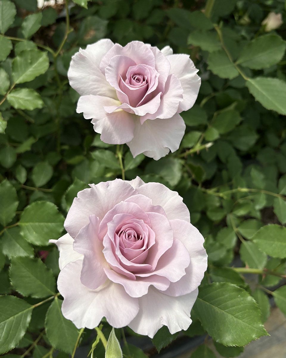 バラ苗ニューウェーブ