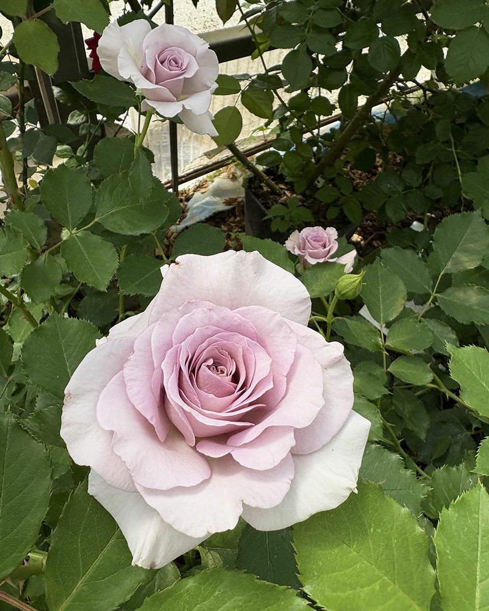 バラ苗ニューウェーブ