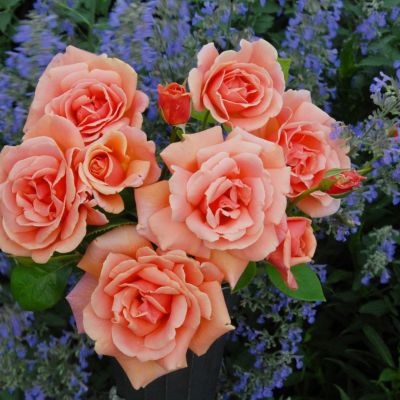 ロイヤルサンセット　超大苗（4年生苗）　つる薔薇 ロイヤル サンセット – Royal Sunset | 姫野ばら園八ヶ岳農場