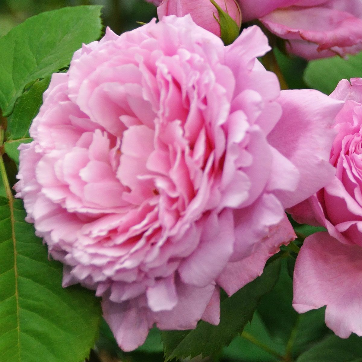 バラ苗ビアンヴニュ