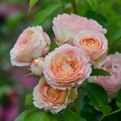 香りのバラ(強香種) | THE ROSE SHOP｜バラ専門店 ザローズ