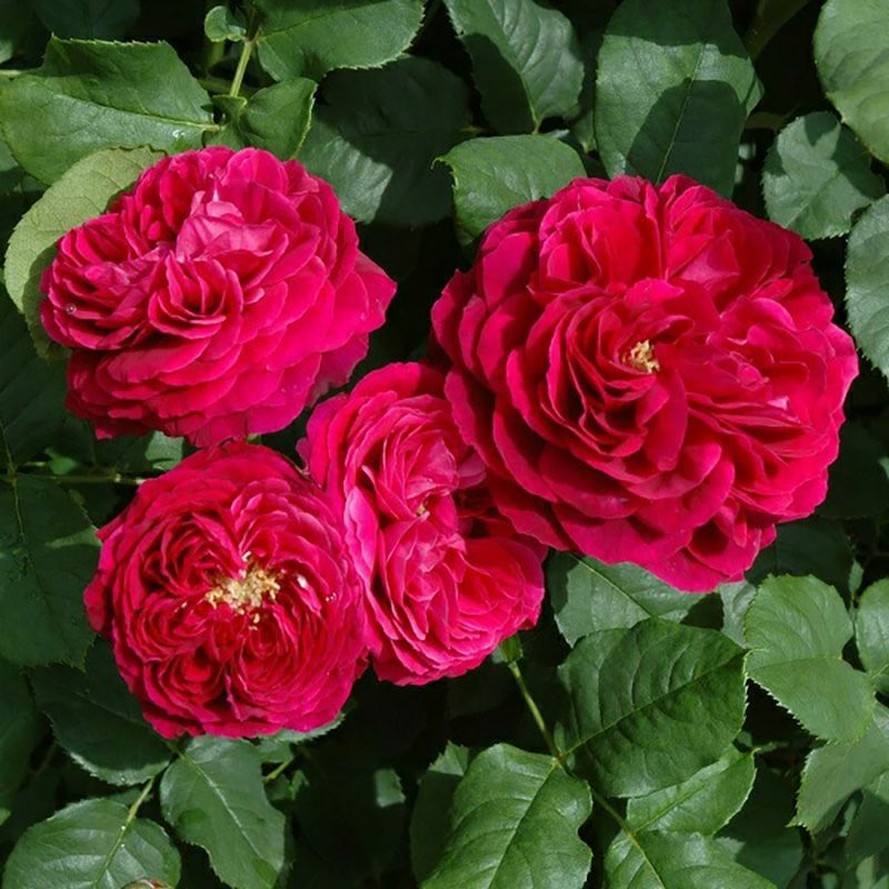 バラ苗 アストリットグレーンフィンハンデンベルク