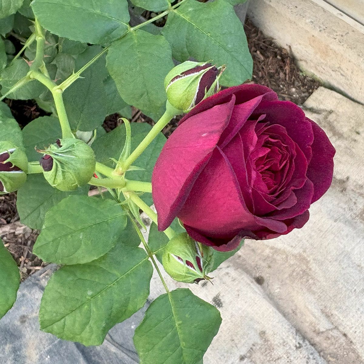 バラ苗 アストリットグレーンフィンハンデンベルク