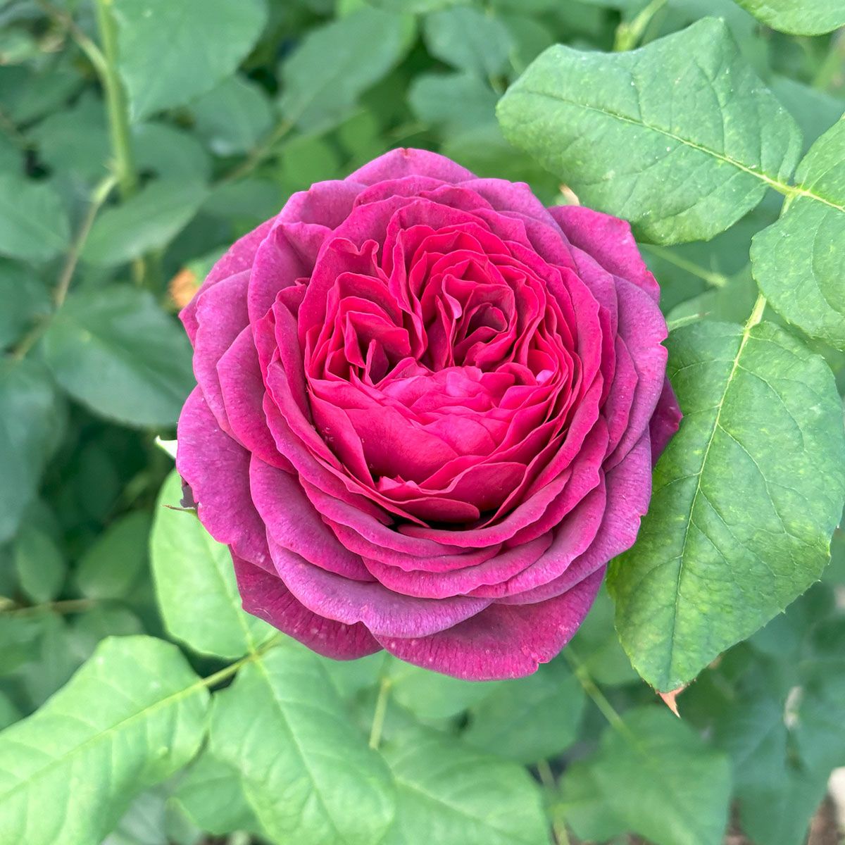 バラ苗 アストリットグレーンフィンハンデンベルク