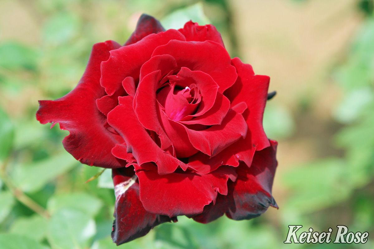 バラ苗ベルサイユのばら